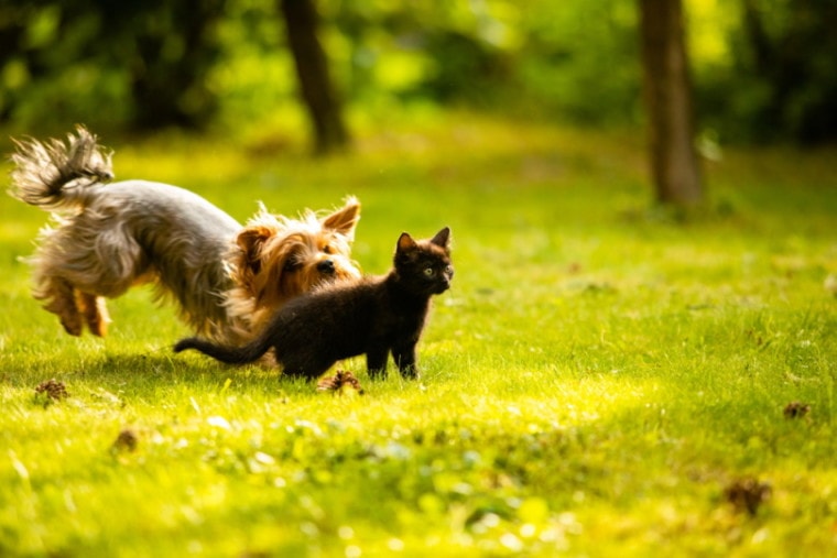 Cute dog chasing black kitten