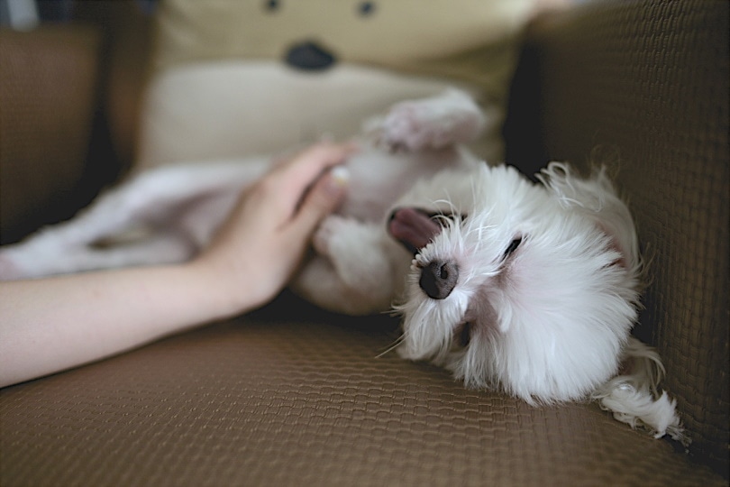 Cute dog getting belly rub