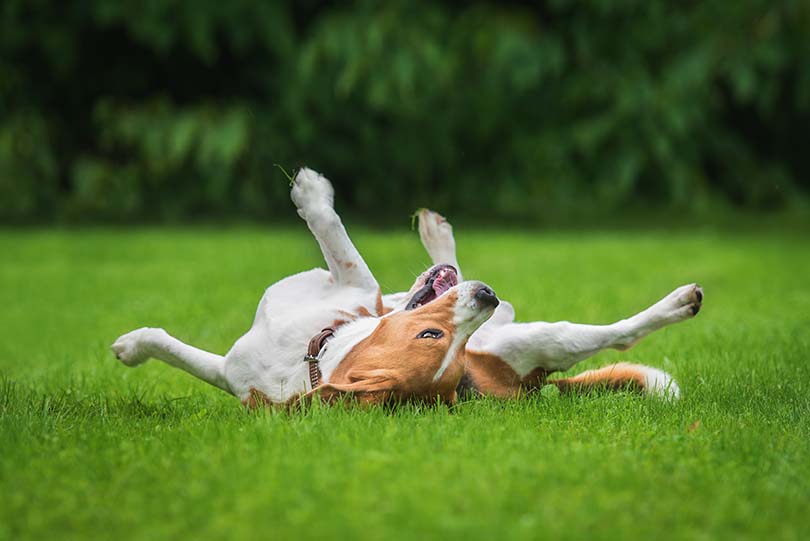 Dog Roll in Grass