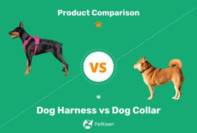 Dog harness vs dog collar - ft