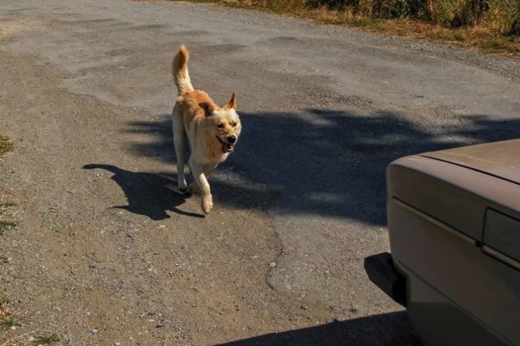 Dog running after the car