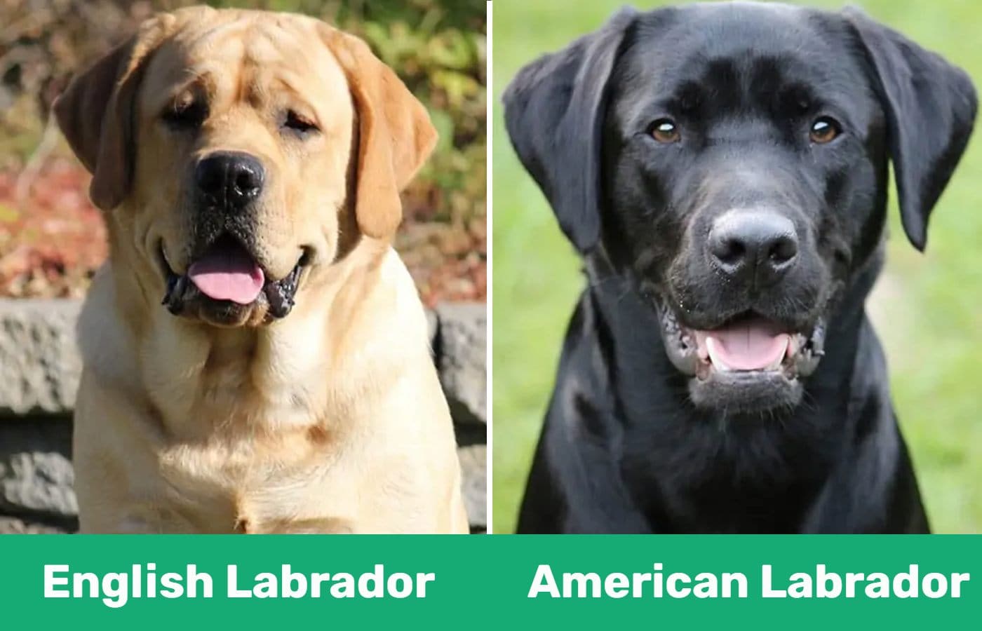 English vs American labrador - side by side