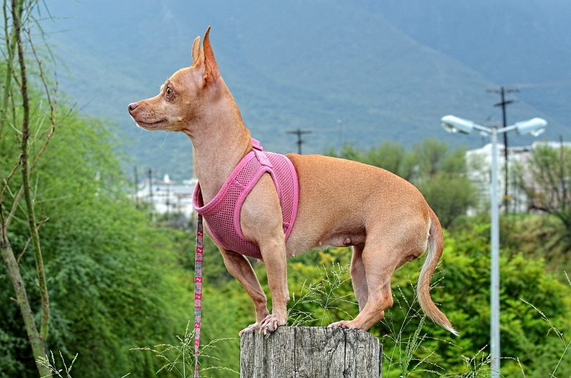 Brown Chihuahua standing on a ledge