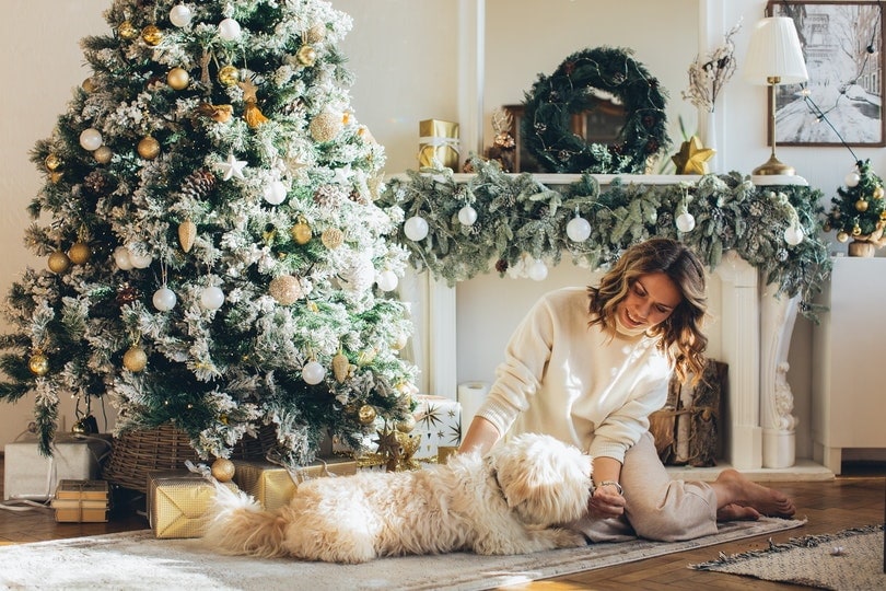 Fluffy dog getting belly rub under Christmas tree