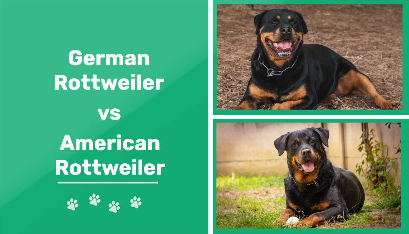 Top 60+ imagen german vs american rottweiler