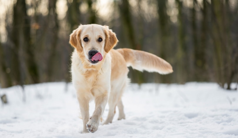 Golden Retriever licking nose while walking in snow