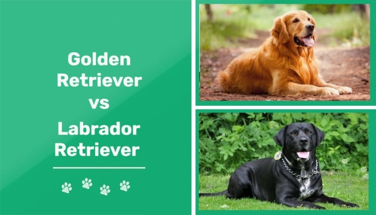 Golden Retriever vs Labrador Retriever - feature
