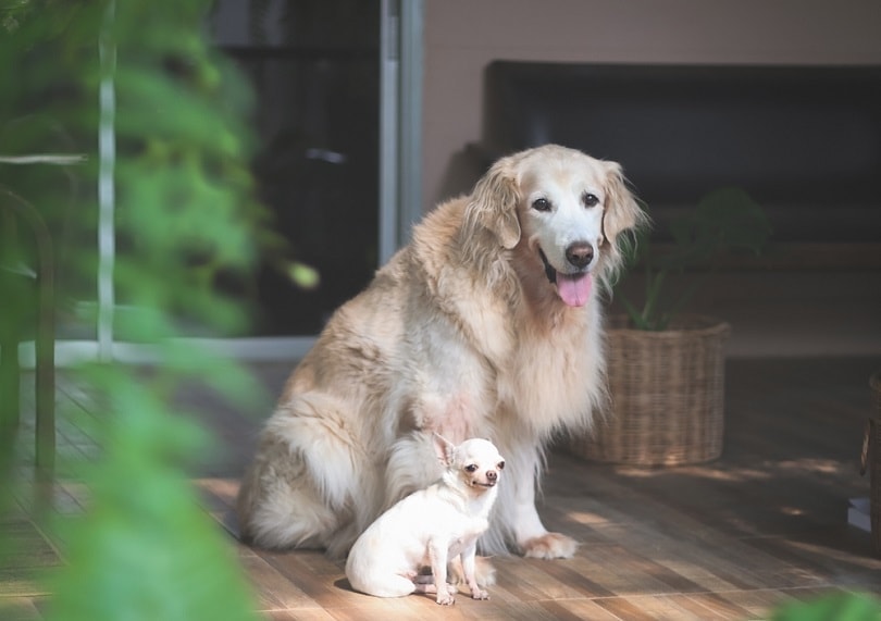 Golden retriever dog sitting close to white short hair Chihuahua