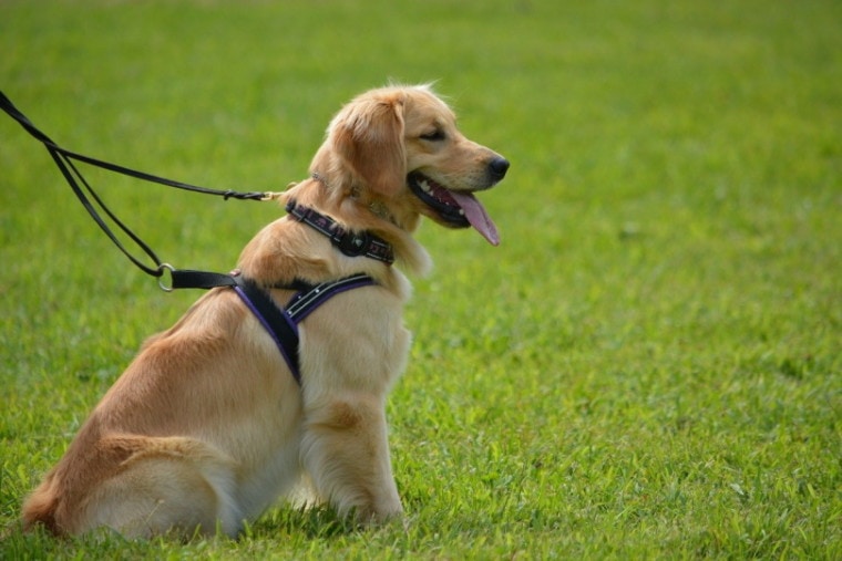 Golden retriever on a leash sitting on grass