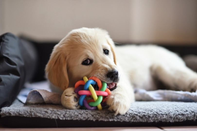 Golden retriever puppy chewing on toy