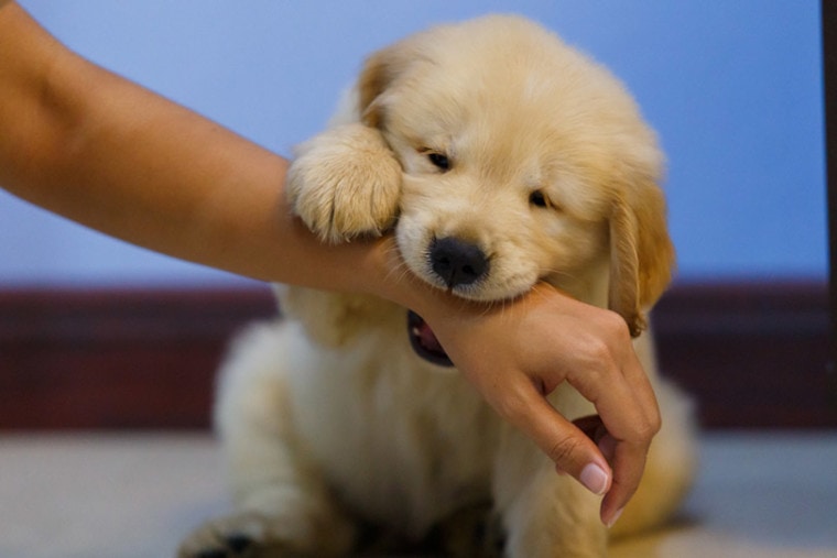 Golden retriever puppy playing and bite owner hand