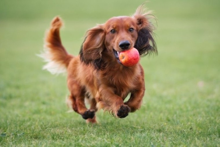 Happy dachshund dog playing