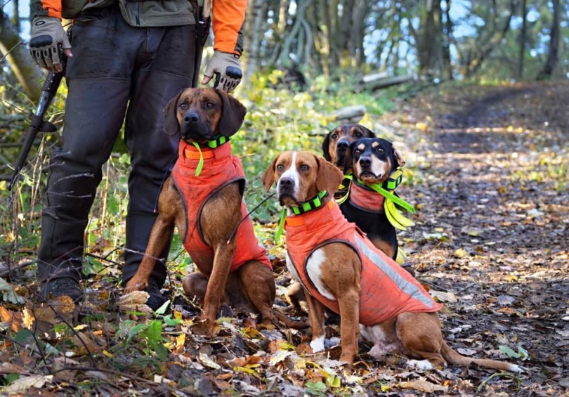 Hunting dogs in vests