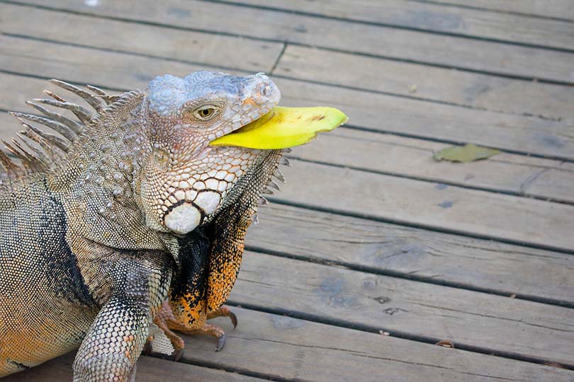 Can Iguanas Eat Cilantro? 2