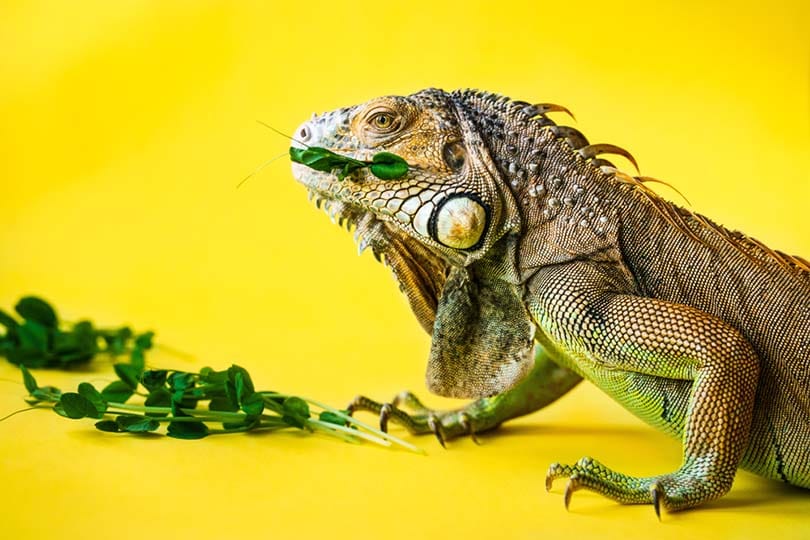 Can Iguanas Eat Cilantro?