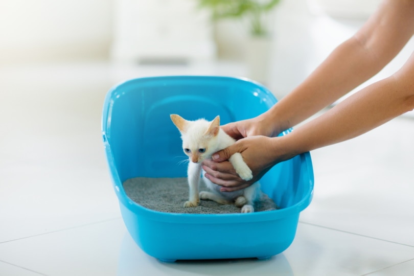 Kitten being trained to use litter box