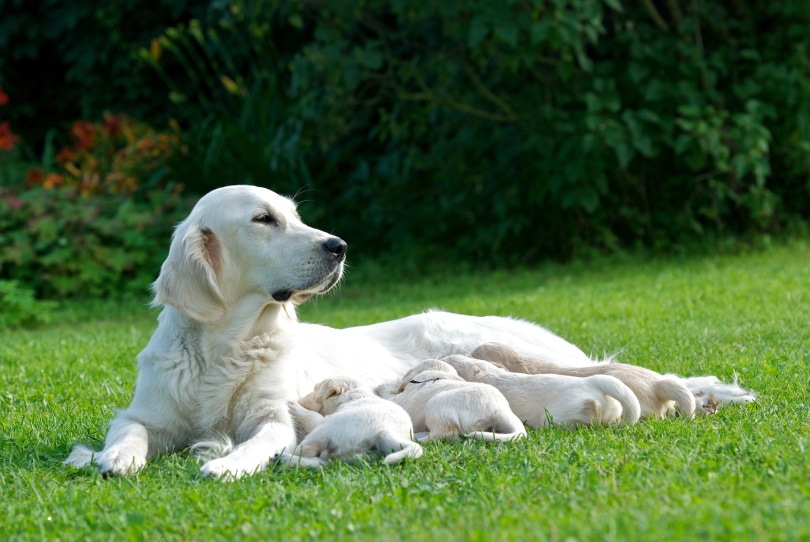 Labrador mother dog and her puppies