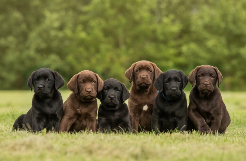 Labrador retreiver puppies sitting on grass