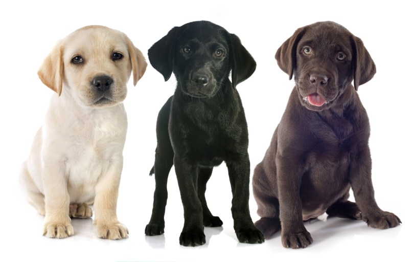 Labrador retriever puppies in white background cynoclub Shutterstock