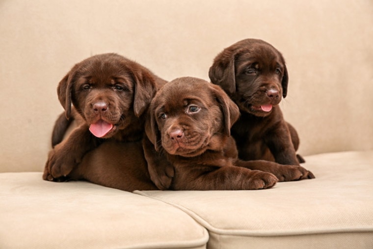 Labrador retriever puppies on sofa