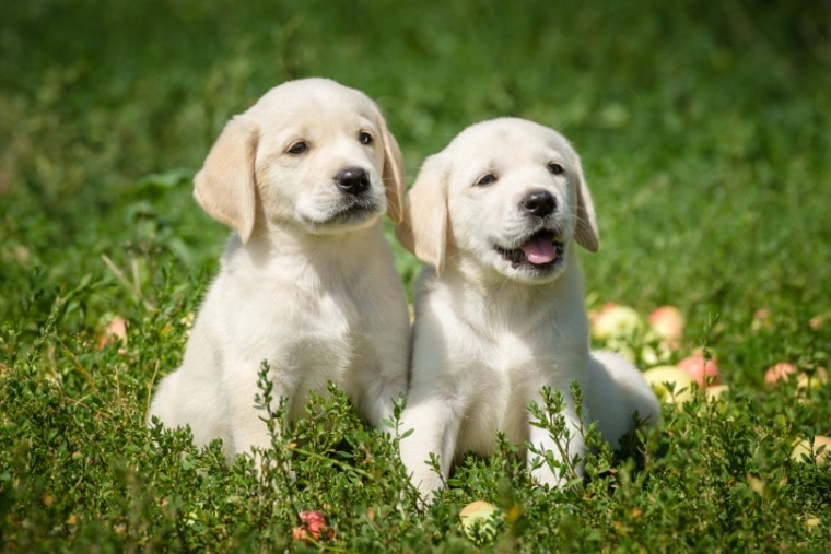 Labrador retriever puppies sitting on grass