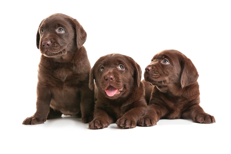 Labrador Retriever Puppies For Sale In Connecticut Breeders List 2022 Pet Keen