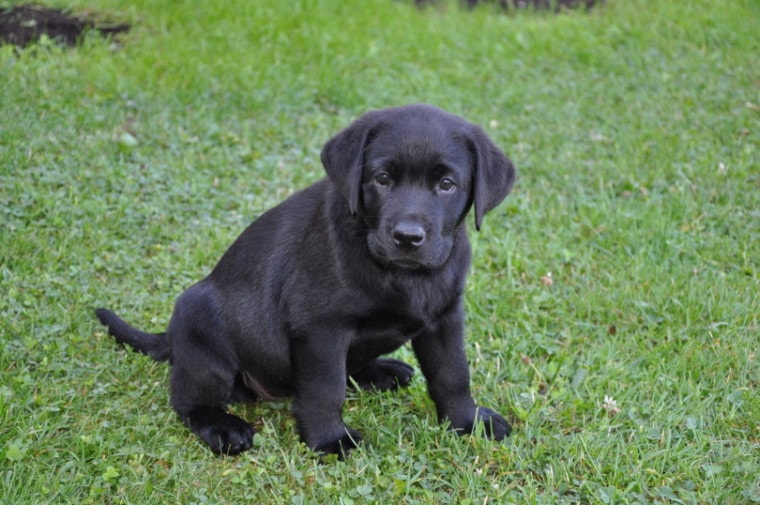 Labrador retriever puppy on grass