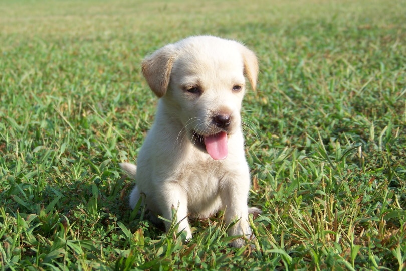 Labrador retriever puppy sitting on grass