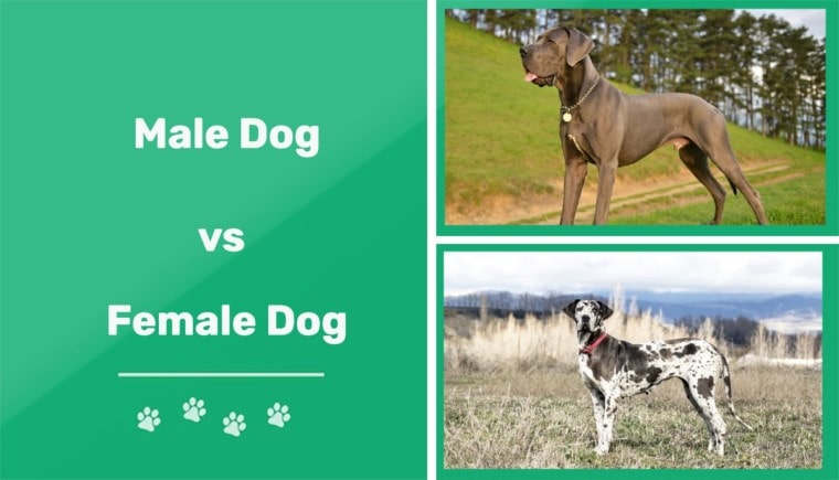 Male Dog vs Female Dog
