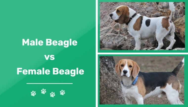 Male vs Female Beagle - feature
