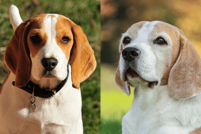 Male vs Female Beagle