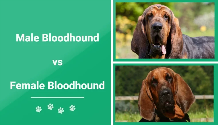 Male vs Female Bloodhound - Featured Image