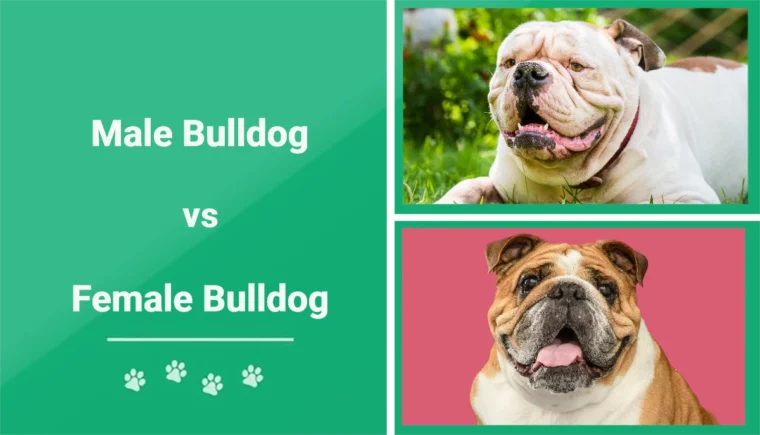 Male vs Female Bulldog - Featured Image