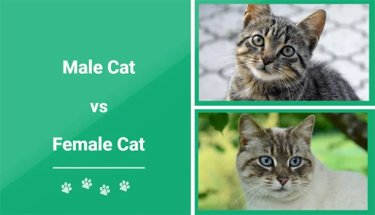 Male vs Female Cat - Featured Image