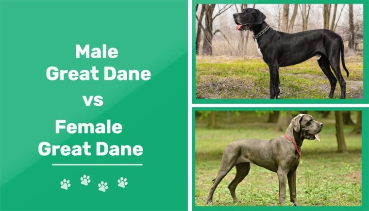 Male vs Female Great Dane