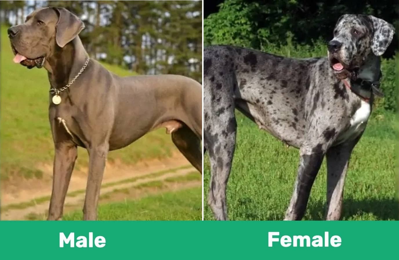 at what age can you breed a female great dane