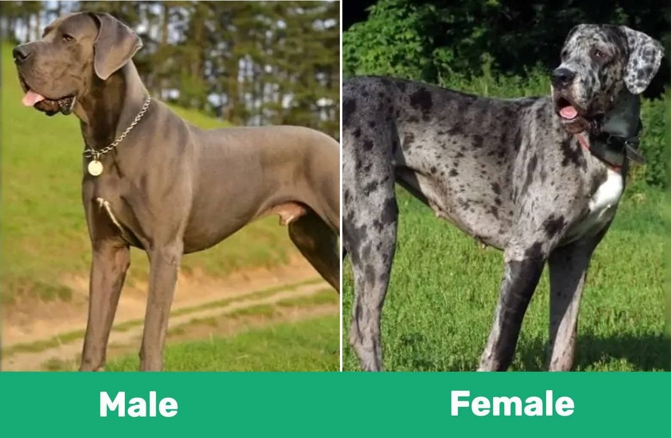 Male store great dane