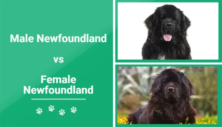 Male vs Female Newfoundland - Featured Image