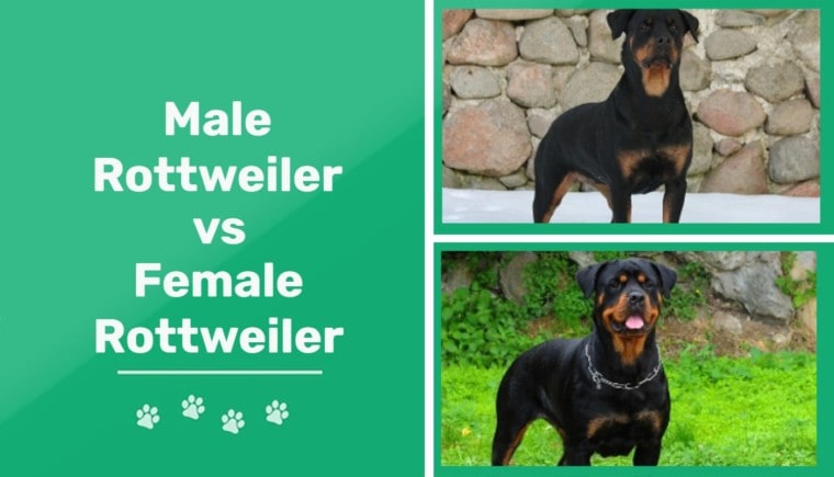 Male vs Female Rottweiler - feature