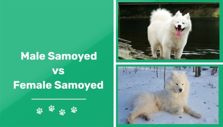 Male vs Female Samoyed - ft