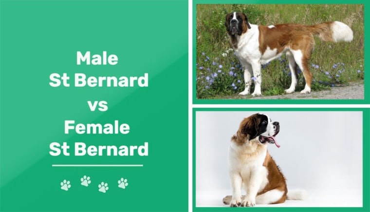 Male vs Female St Bernard (1)