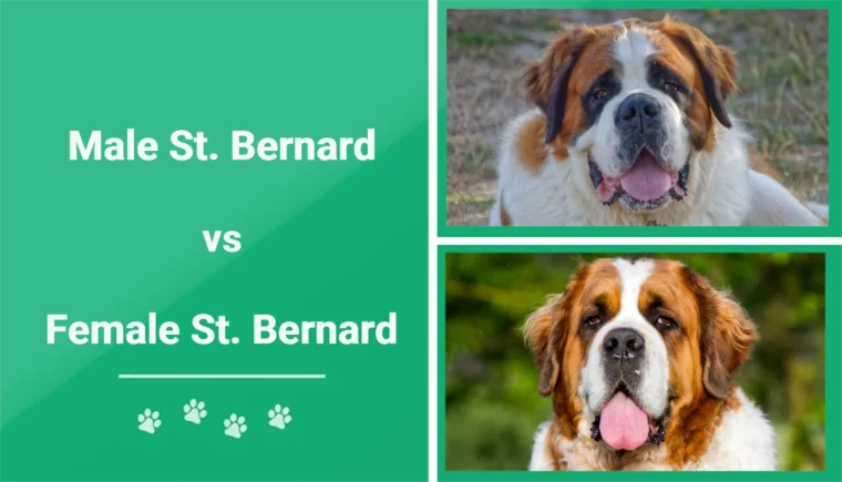 Male vs Female St. Bernard - Featured Image