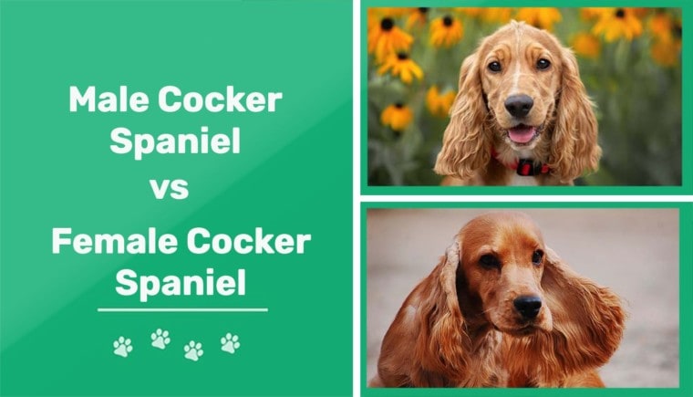 Male vs female Cocker Spaniel header