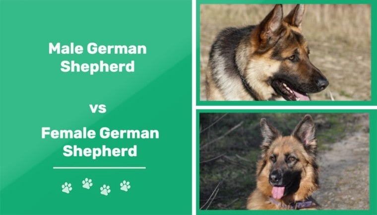 Male vs female German Shepherd