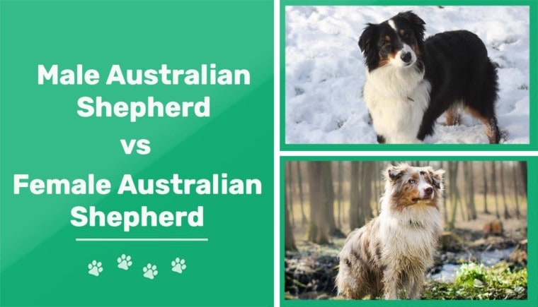 Male vs female australian shepherd featured image