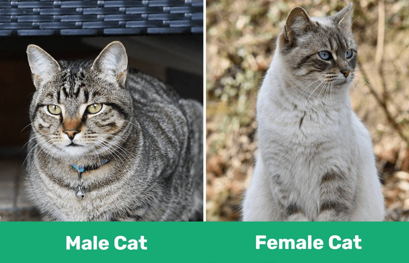 Male Vs Female Cat Side By Side 