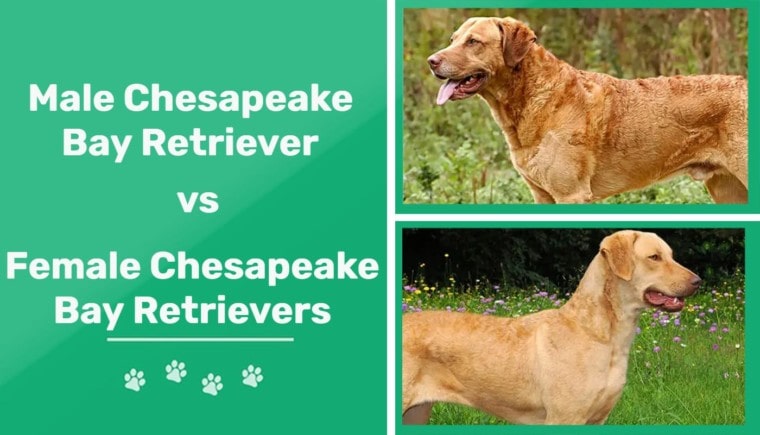 Male vs. Female Chesapeake Bay Retrievers - feature