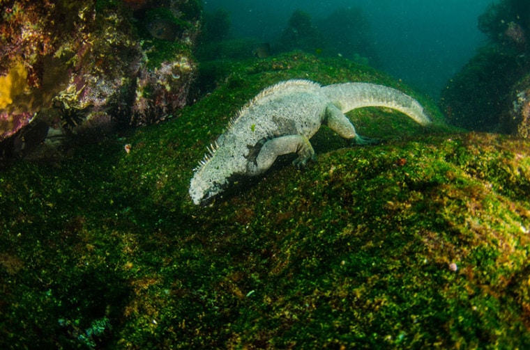 Marine Iguana underwater