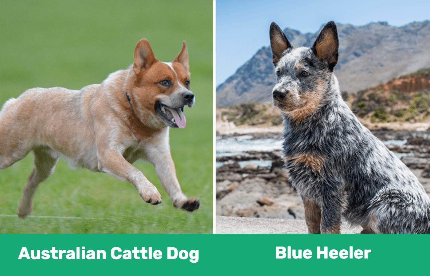 Australian Cattle Dog vs Blue Heeler: The Key Differences (With ...