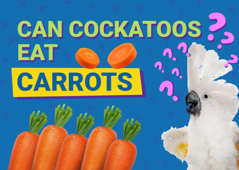 can cockatoos eat carrots